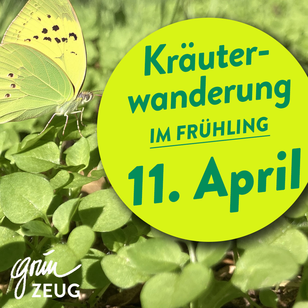 Kräuterwanderung im Frühling in Wien